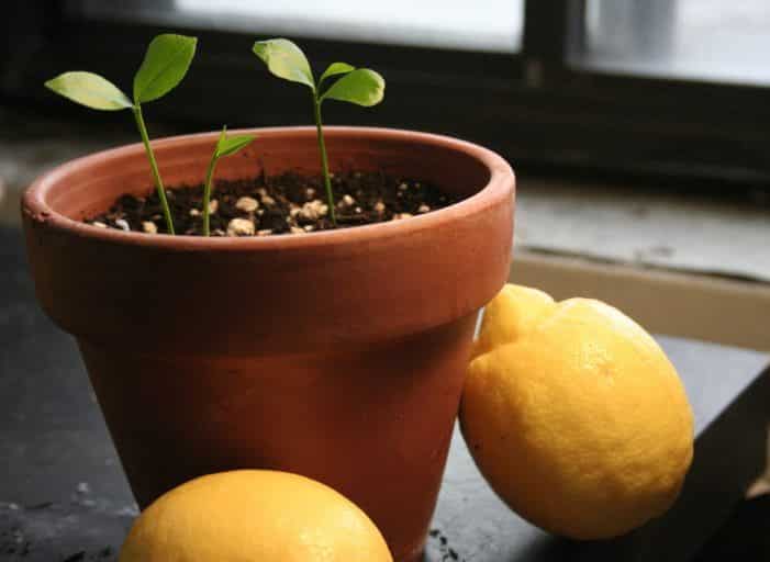 pěstování citronu