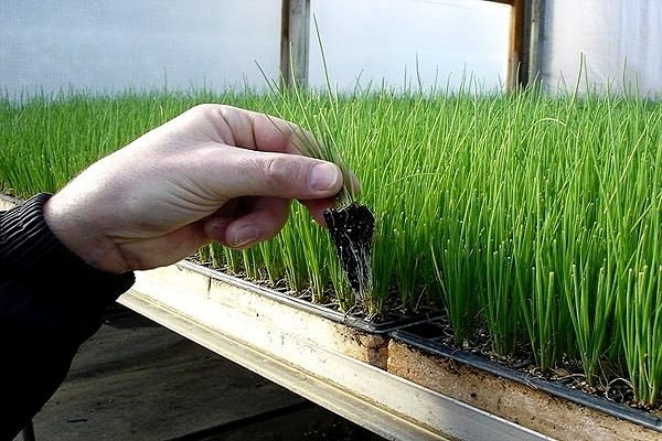 onion seedlings