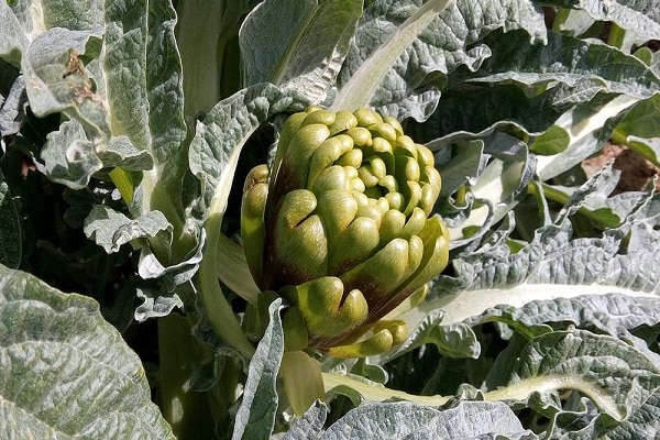 de preferência cultivado