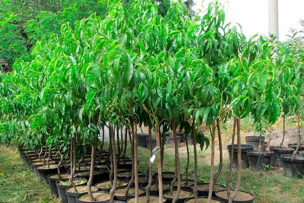 nectarine seedlings 