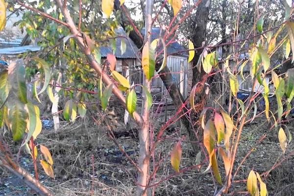 leaves are drying 