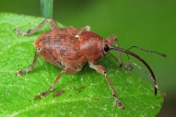 beetle weevil 