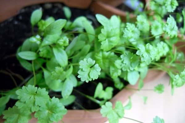 parsley from seeds