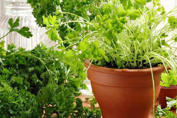 vegetable gardens on window sills