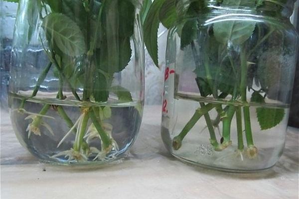 rostliny ve sklenici 