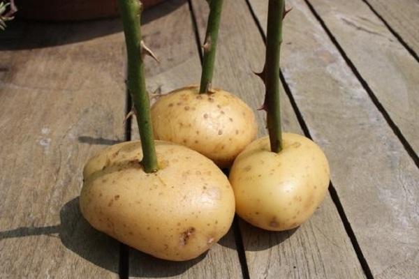 bramborové hlízy