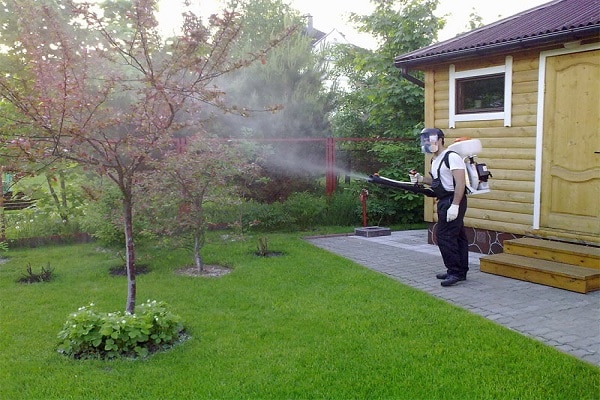 spraying a tree 