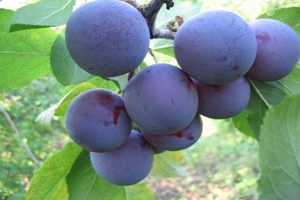 purple fruits 