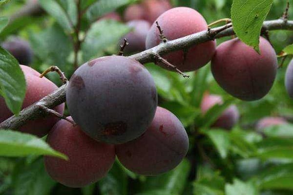 tree berries 