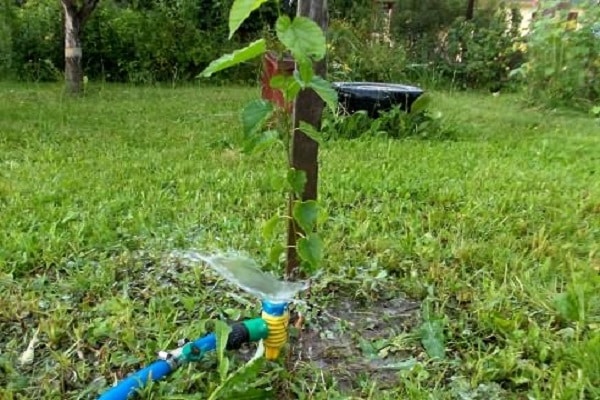 watering the plant 