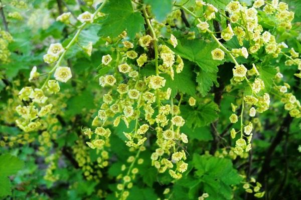 vinbärsblommor 