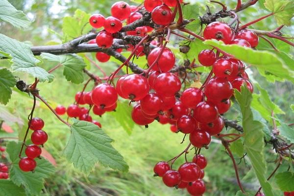 baie de fruits 