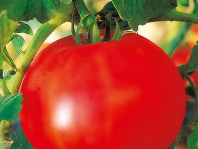 péče o pěstování rajčat
