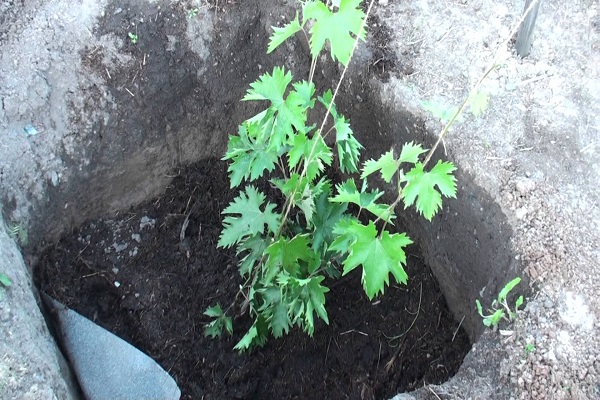 verplanten in de grond