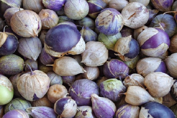 Physalis preparatları