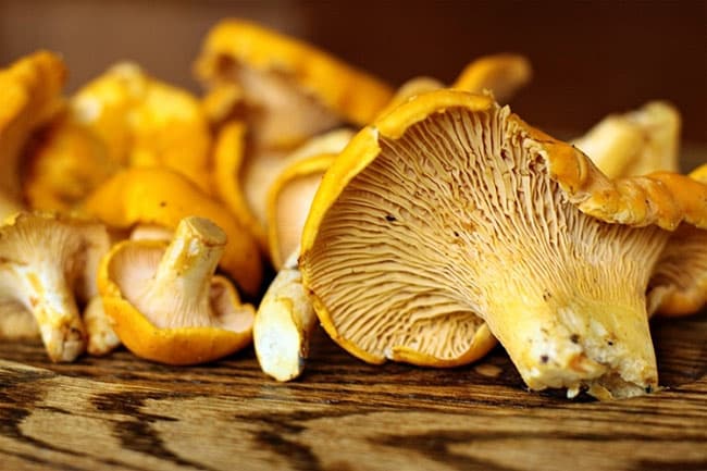 Chanterelles