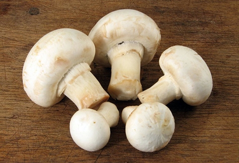 frische Champignons 