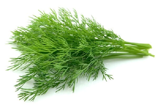 properties of dill