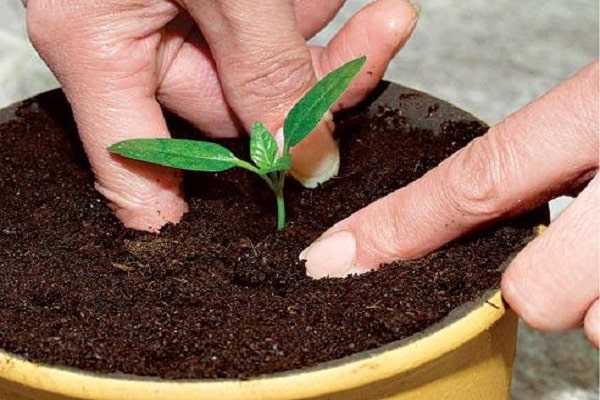 recogida de tomates