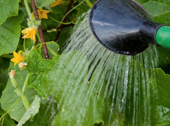 cucumbers are watered