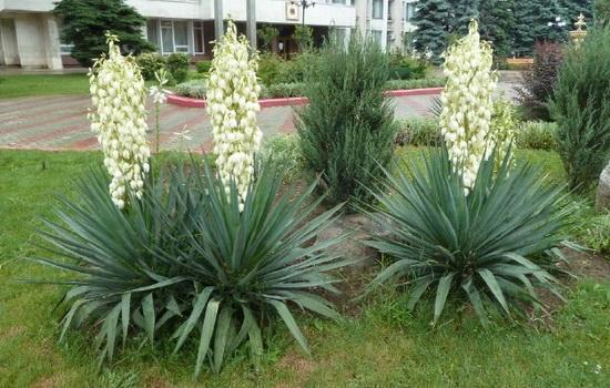 Yucca-Büsche