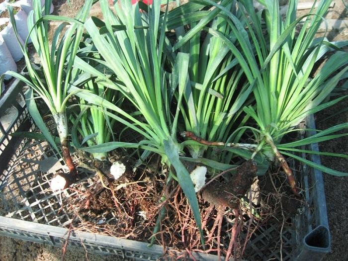 Yucca propagation