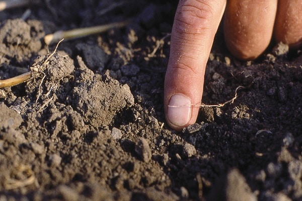 soil for grapes