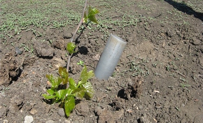 Plant indicators