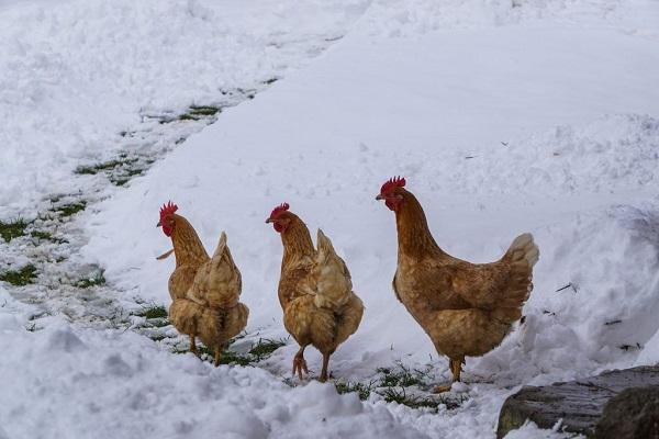 im Schnee spazieren gehen 