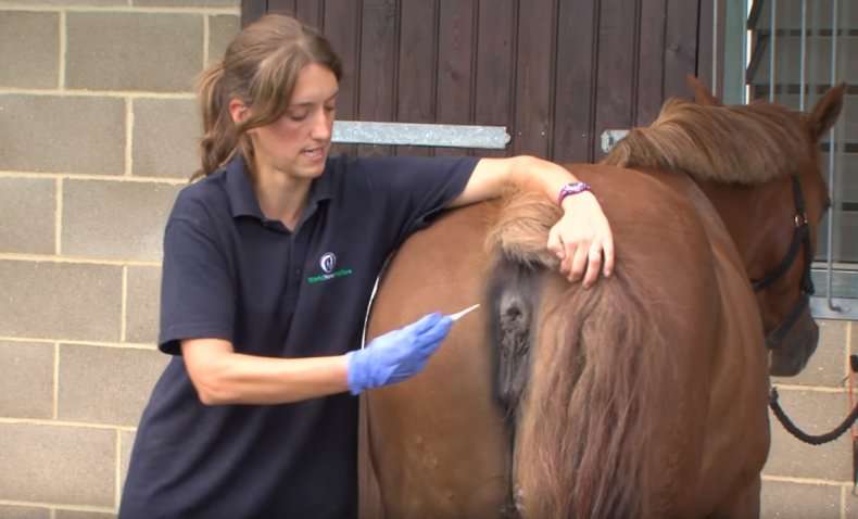 temperatura do cavalo