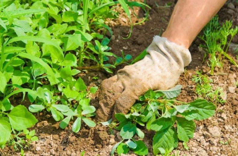 weeding flowers 