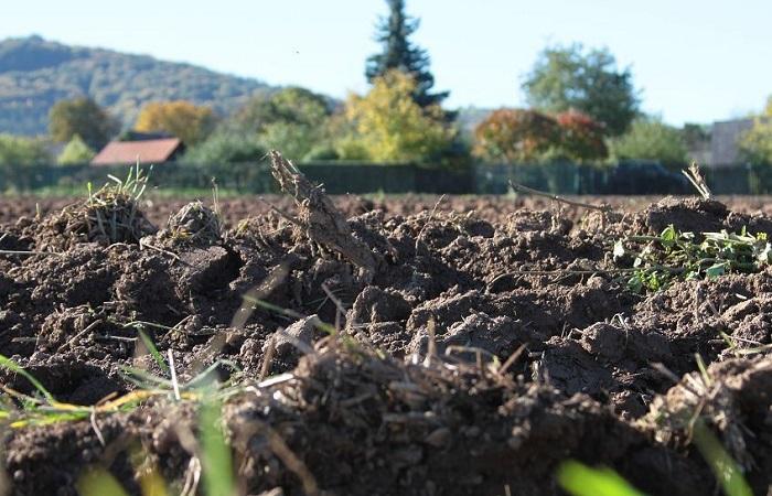 Garten an der Datscha 