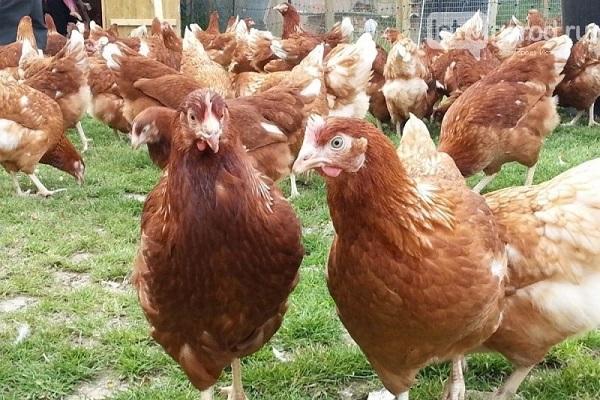 bande de poules pondeuses 