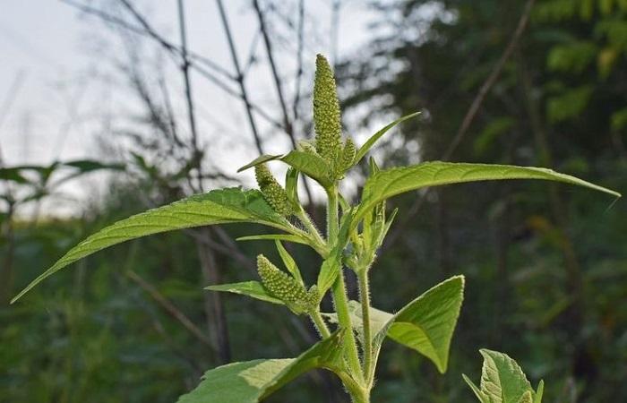 creixent de males herbes 