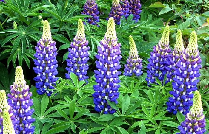 Floració de Lupin 