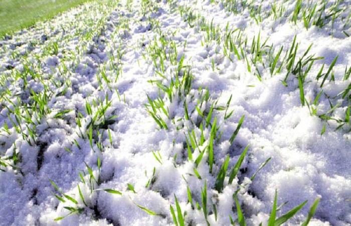 bedekt met sneeuw 