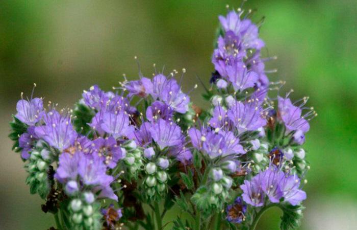 blühende Phacelia 