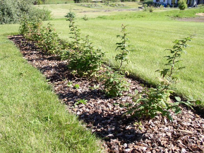 plantning af hindbær