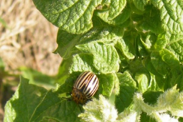 Instructions for using Kalash against the Colorado potato beetle