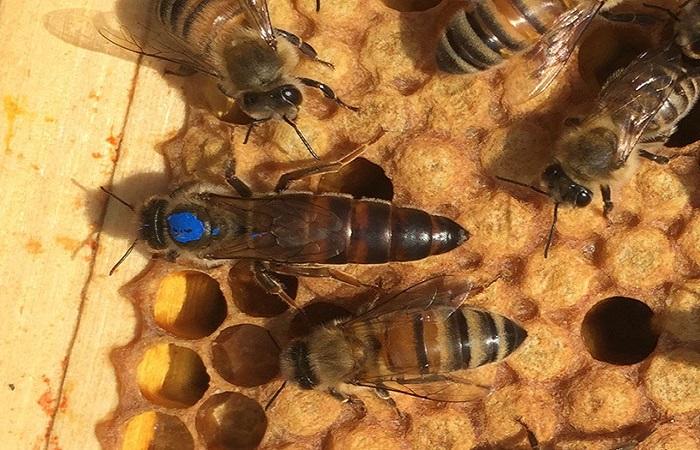 die Bienenkönigin unterscheiden