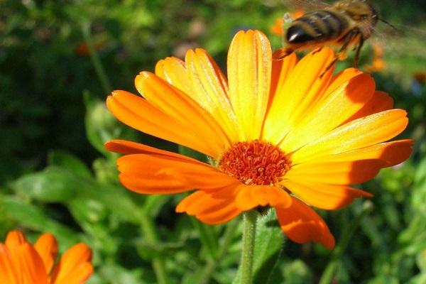 Kontraindikationen für Ringelblumen