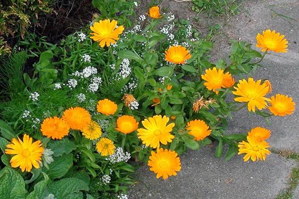 growing in a flower bed 