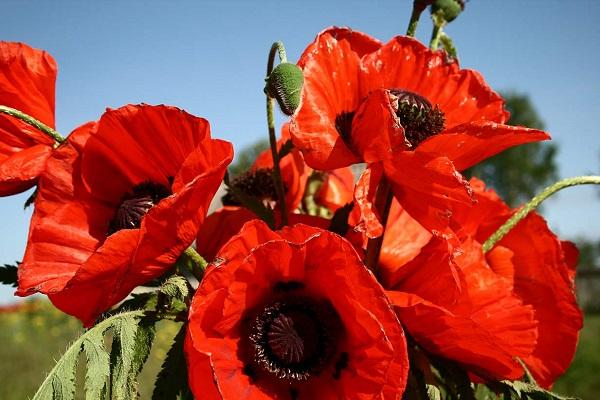 rijpe papaver