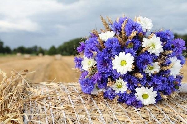 boeket korenbloemen 