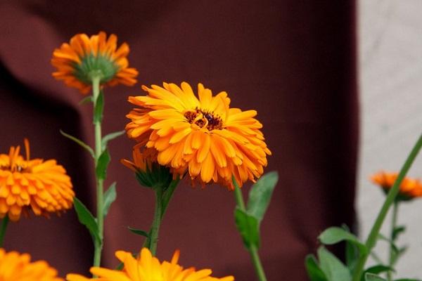 marigold flowers