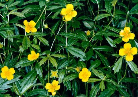 Potentilla wyprostowana