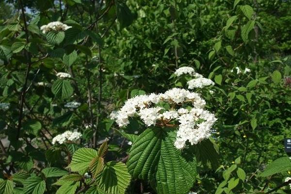 gevorkte viburnum 