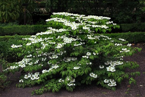 gevouwen viburnum