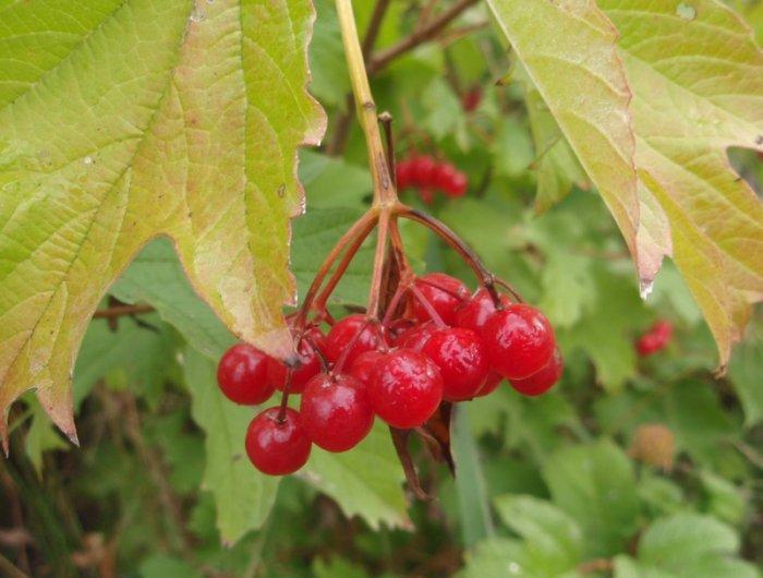 rijpe viburnum