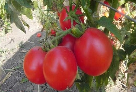 tomate ferme